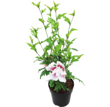 Hibiscus de grădină Hibiscus syriacus cu o floare alb-roșie într-un ghiveci de plastic negru.