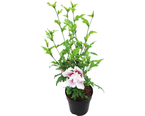 Hibiscus de grădină Hibiscus syriacus cu o floare alb-roșie într-un ghiveci de plastic negru.