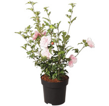 Hibiscus syriacus cu flori roz și albe în ghiveci