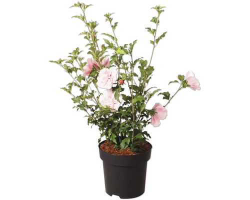Hibiscus syriacus cu flori roz și albe în ghiveci