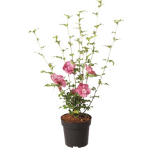 Hibiscus de grădină Hibiscus syriacus cu flori duble roz în ghiveci negru.