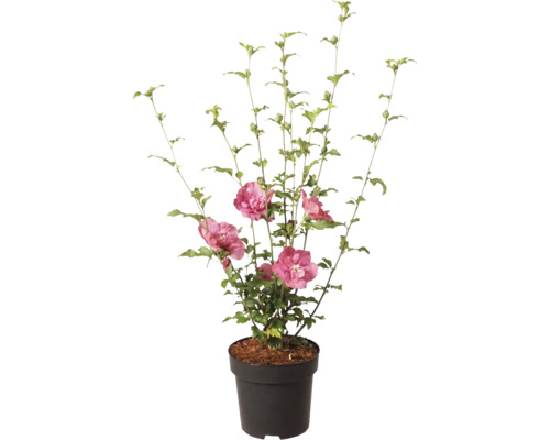 Hibiscus de grădină Hibiscus syriacus cu flori duble roz în ghiveci negru.