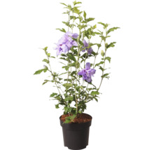 Hibiscus syriacus în ghiveci de plastic cu flori bătute violete și frunze verzi.