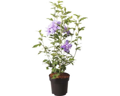 Hibiscus syriacus în ghiveci de plastic cu flori bătute violete și frunze verzi.