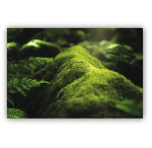 Prim-plan cu mușchi verde și ferigi într-un cadru forestier.