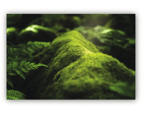 Prim-plan cu mușchi verde și ferigi într-un cadru forestier.