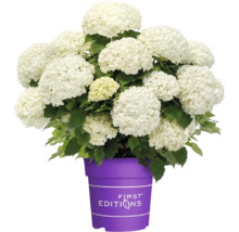 Hortensie albă cu multe inflorescențe într-un ghiveci violet cu First Editions Logo.