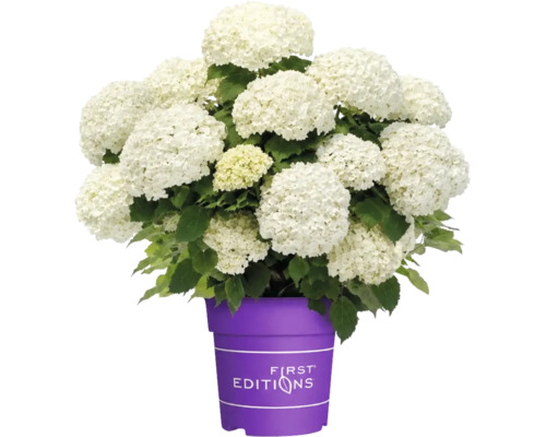 Hortensie albă cu multe inflorescențe într-un ghiveci violet cu First Editions Logo.