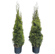 Două plante Thuja Smaragd în ghiveci negru.