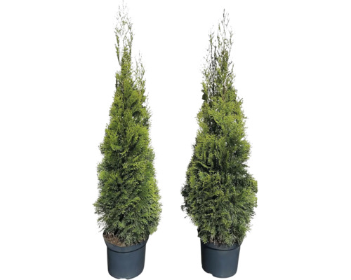 Două plante Thuja Smaragd în ghiveci negru.