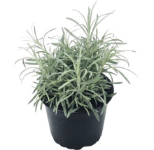 Plantă de lavandă cu frunze înguste într-un ghiveci din plastic negru.