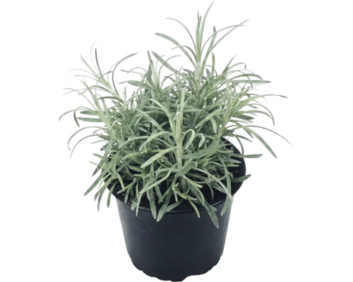 Plantă de lavandă cu frunze înguste într-un ghiveci din plastic negru.