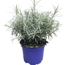 Levănțică Lavandula angustifolia în ghiveci de cultură albastru.