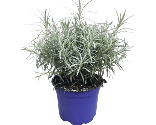 Levănțică Lavandula angustifolia în ghiveci de cultură albastru.