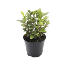 Dafin Laurus nobilis în ghiveci pentru grădina de plante aromatice sau balcon.