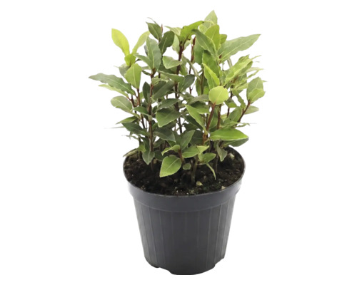 Dafin Laurus nobilis în ghiveci pentru grădina de plante aromatice sau balcon.