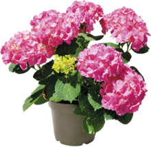 Hortensie cu flori roz și frunze verzi într-un ghiveci gri.