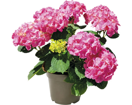 Hortensie cu flori roz și frunze verzi într-un ghiveci gri.