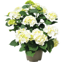 Hortensie cu flori albe și frunze verzi în ghiveci.