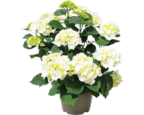 Hortensie cu flori albe și frunze verzi în ghiveci.