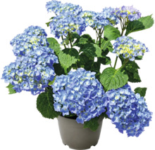 Hortensie albastră în ghiveci gri, cu frunze verzi mari și mai multe inflorescențe rotunde.