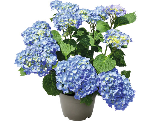 Hortensie albastră în ghiveci gri, cu frunze verzi mari și mai multe inflorescențe rotunde.