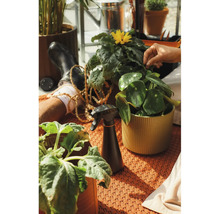 Pulverizator negru pentru îngrijirea diverselor plante de interior în ghivece pe un covor texturat.