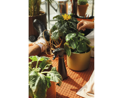 Pulverizator negru pentru îngrijirea diverselor plante de interior în ghivece pe un covor texturat.