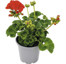Mușcată Pelargonium cu flori și muguri într-un ghiveci