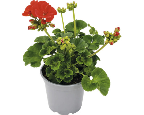 Mușcată Pelargonium cu flori și muguri într-un ghiveci