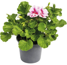Mușcată englezească Pelargonium grandiflorum cu flori roz-roșii și frunze verzi în ghiveci gri.