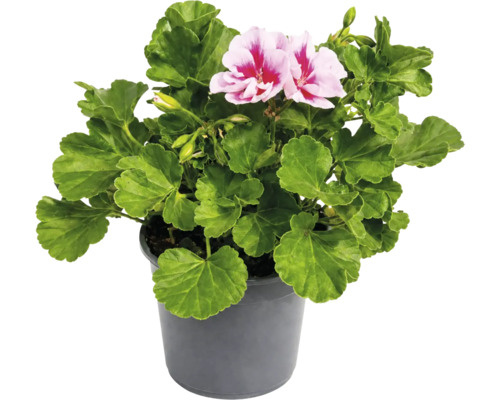 Mușcată englezească Pelargonium grandiflorum cu flori roz-roșii și frunze verzi în ghiveci gri.
