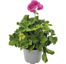Mușcată Pelargonium cu flori roz și frunze verzi într-un ghiveci gri.