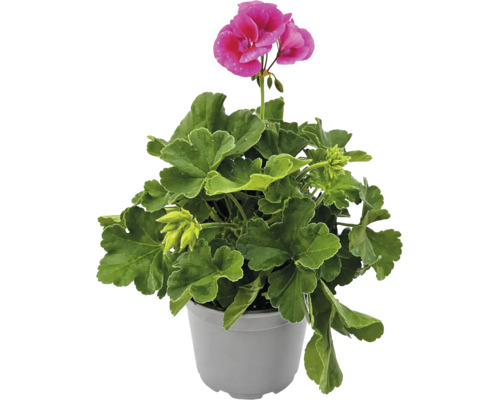 Mușcată Pelargonium cu flori roz și frunze verzi într-un ghiveci gri.