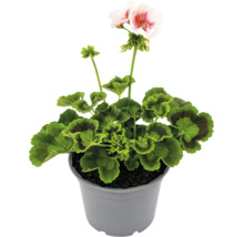 Mușcată Pelargonium zonale cu flori roz în ghiveci gri