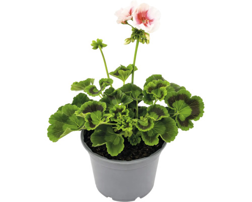 Mușcată Pelargonium zonale cu flori roz în ghiveci gri
