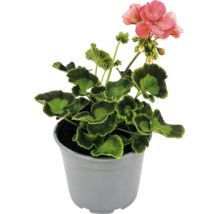 Mușcată (Pelargonium zonale) în ghiveci gri, cu frunze verzi și flori roz.