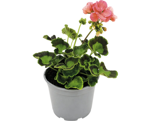 Mușcată (Pelargonium zonale) în ghiveci gri, cu frunze verzi și flori roz.