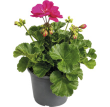 Pelargonium în ghiveci de plastic cu floare roz și frunze verzi