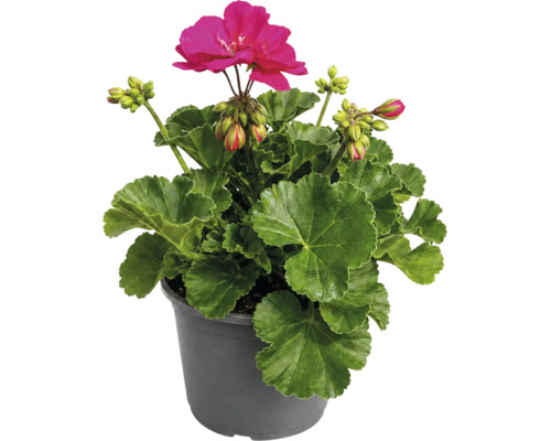 Pelargonium în ghiveci de plastic cu floare roz și frunze verzi