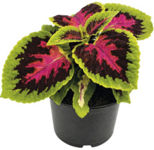 Urzică decorativă Coleus cu frunze roz și verzi în ghiveci negru.