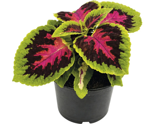 Urzică decorativă Coleus cu frunze roz și verzi în ghiveci negru.