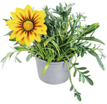 Gazania cu o floare galben-portocalie într-un ghiveci din plastic gri.