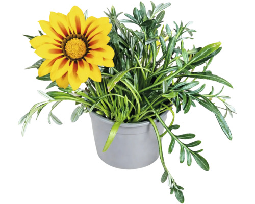 Gazania cu o floare galben-portocalie într-un ghiveci din plastic gri.