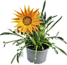 Gazania în ghiveci de plastic gri cu o floare galbenă.