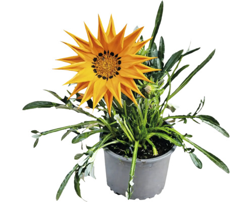 Gazania în ghiveci de plastic gri cu o floare galbenă.