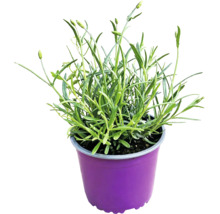 Lavandă verde cu muguri într-un ghiveci de plastic violet.