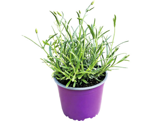 Lavandă verde cu muguri într-un ghiveci de plastic violet.