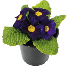 Primulă în ghiveci negru cu flori violet închis cu mijloc galben și frunze verzi.