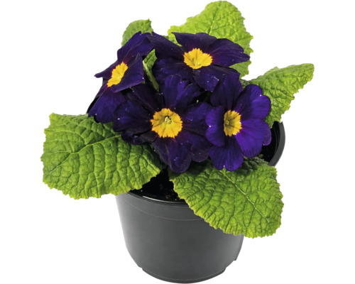 Primulă în ghiveci negru cu flori violet închis cu mijloc galben și frunze verzi.